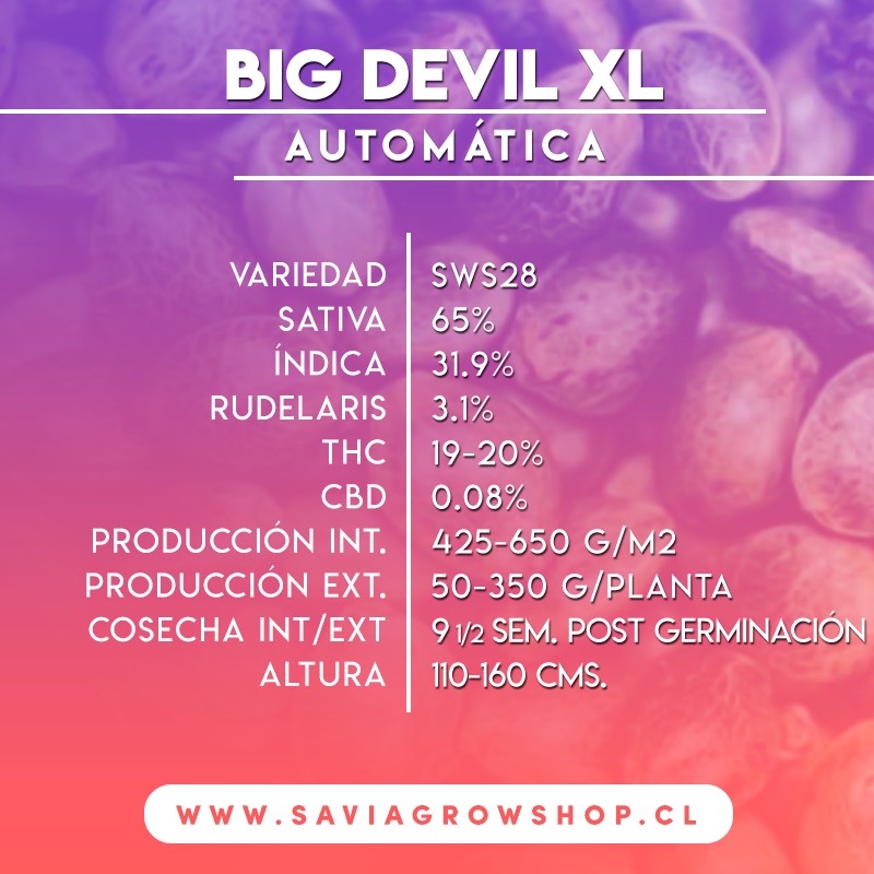 Auto Big Devil XL Sweet Seeds – (3+1)