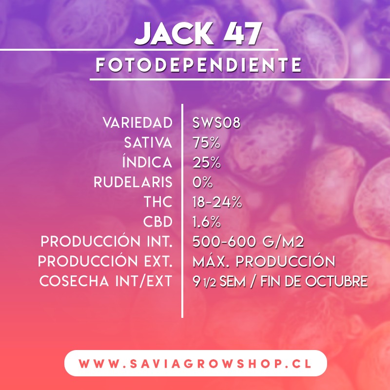 Jack 47 Feminizada Sweet Seeds – (3+1)
