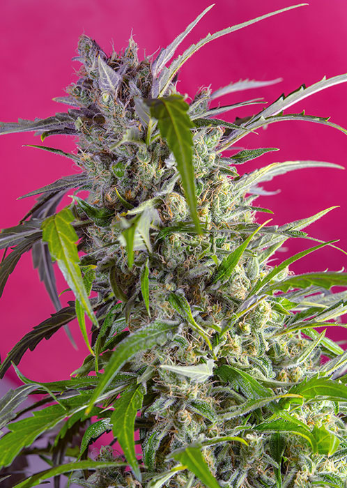 Auto Crystal Candy Sweet Seeds - (3+1)