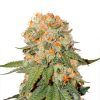 Orange Bud Feminizada Dutch Passion - (x3)
