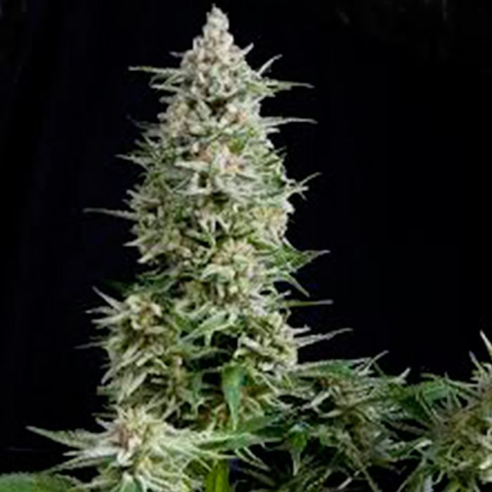Amnesia Gold Feminizada Pyramidseeds - (x3) 1 Amnesia Gold Feminizada Pyramidseeds - (x3)