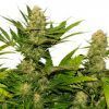 Skunk XL Feminizada Royal Queen - (x3)