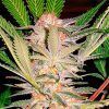 S.A.D F1 Sweet Seeds - (3+1)