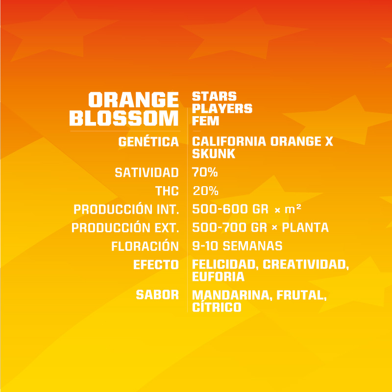 Orange Blossom fem BSF – (x4)