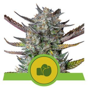 Auto Purple Punch Royal Queen – (x3)