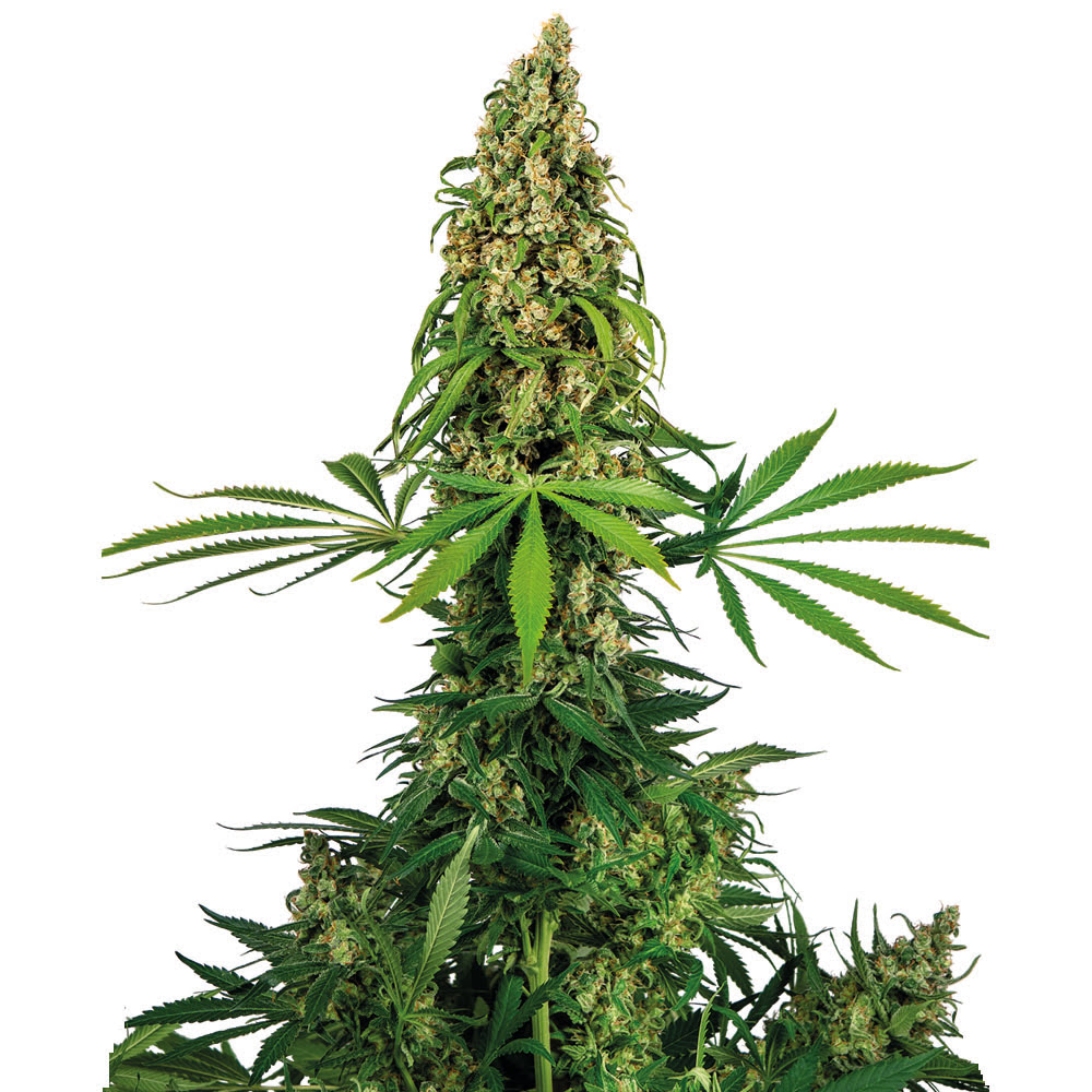 Sensi 4 140 (chocolope x hindu kush) Sensi Seeds Savia